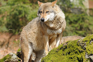 Tierfreigehege Nationalpark Bayerischer Wald